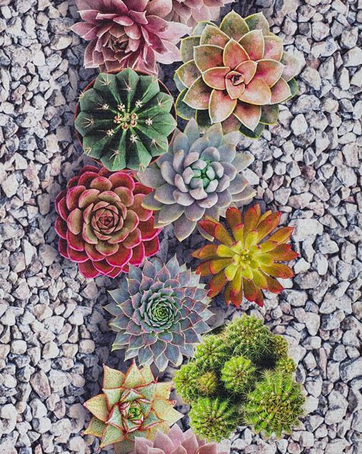 Alfombra con motivos Naturales y Florales Sprinty CACTUS